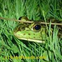 /home//u458753944/public_html/sourcegallery/////////////////////Frogs/More bullfrogs/P6080142.JPG